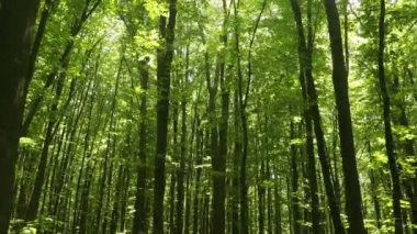 Sabah güzel orman manzarası