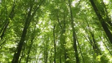 Sabah güzel orman manzarası