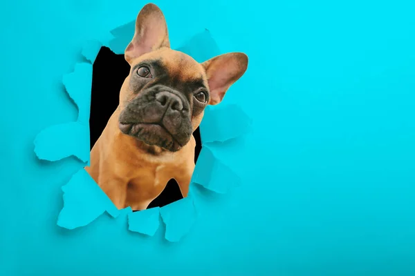 Stock image a dog on the color backgrounds