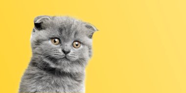 Renkli arka planda güzel gözleri olan gri kedi.