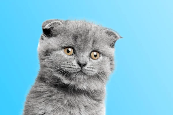 Gray Cat Beautiful Eyes Color Background — Stock Photo, Image