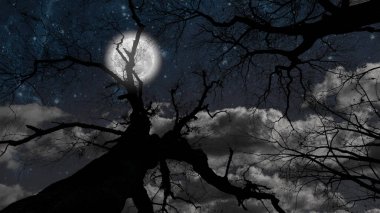 Ormanda yıldızlı ve aylı bir gece gökyüzü