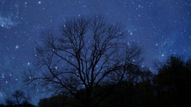 Ormanda yıldızlı ve aylı bir gece gökyüzü