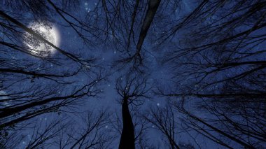 Ormanda yıldızlı ve aylı bir gece gökyüzü