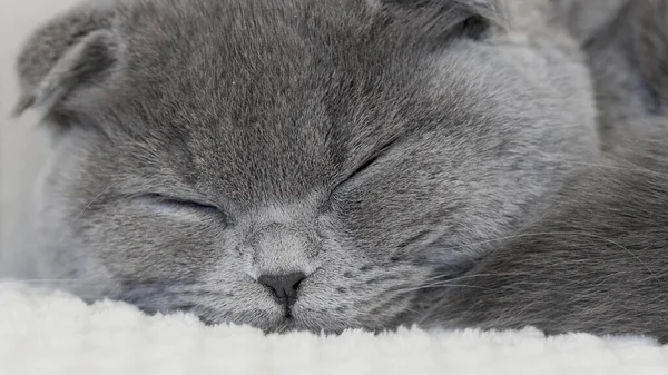 Gray Cat Beautiful Eyes White Background — Stock Photo, Image