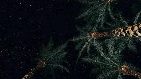 Ormanda Yıldızlı Aylı Bir Gece Gökyüzü — Stok fotoğraf