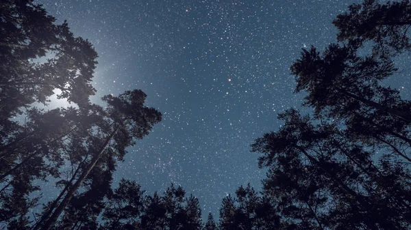 a night sky in the forest with stars and moon