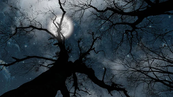 Ciel Nocturne Dans Forêt Avec Des Étoiles Lune — Photo