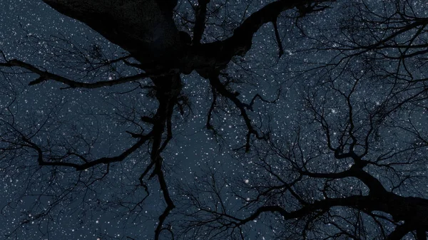 Ciel Nocturne Dans Forêt Avec Des Étoiles Lune — Photo