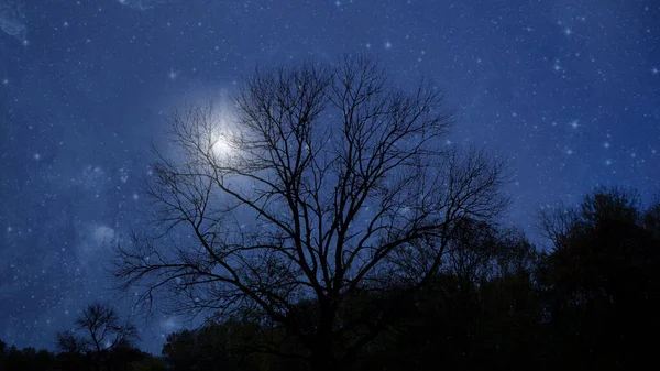 Nocne Niebo Lesie Gwiazdami Księżycem — Zdjęcie stockowe