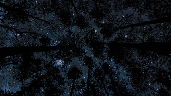 Cielo Nocturno Bosque Con Estrellas Luna —  Fotos de Stock
