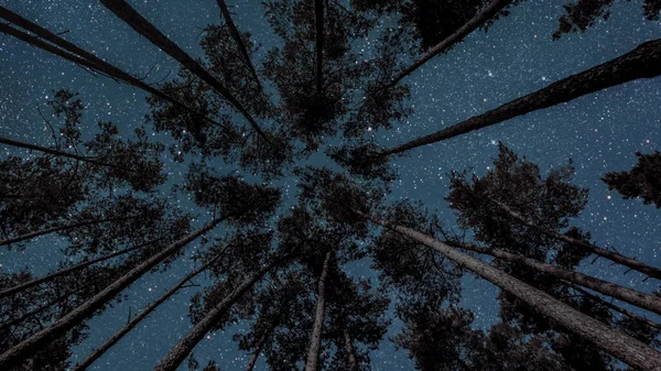 Ночное Небо Лесу Звездами Луной — стоковое фото