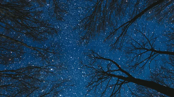 星も月もある森の夜空 — ストック写真