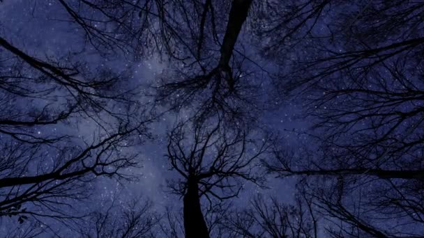 Ağaçlı Güzel Gece Gökyüzü — Stok video