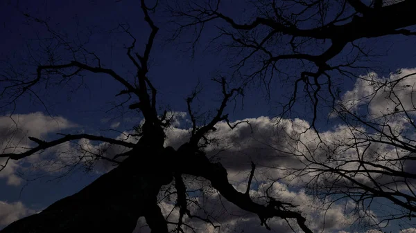 Egy Éjszakai Égbolt Erdőben Csillagokkal Holddal — Stock Fotó