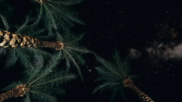 Ormanda Yıldızlı Aylı Bir Gece Gökyüzü — Stok fotoğraf