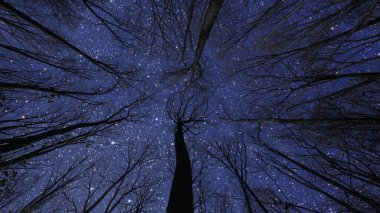 Ormanda yıldızlı ve aylı bir gece gökyüzü