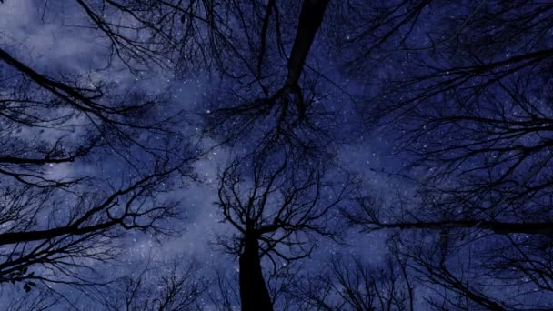 Sterne Und Wolken Die Nächtlichen Wald Schweben — Stockvideo