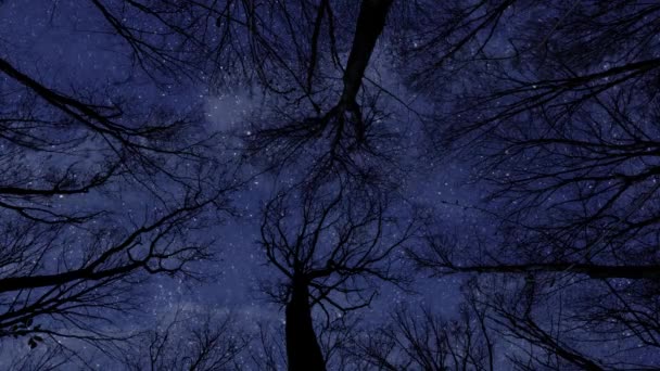 Estrellas Nubes Flotando Bosque Nocturno — Vídeos de Stock