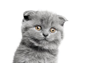 Beyaz arka planda güzel gözleri olan gri bir kedi.