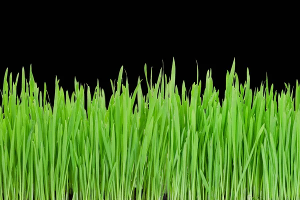 Groen Gras Een Zwarte Achtergrond — Stockfoto