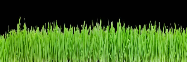 Green Grass Black Background — Stock Photo, Image