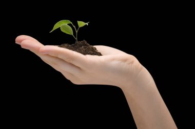 Siyah arkaplanda izole edilmiş bir elde bir bitki