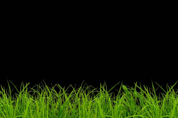Grönt Gräs Svart Bakgrund — Stockfoto