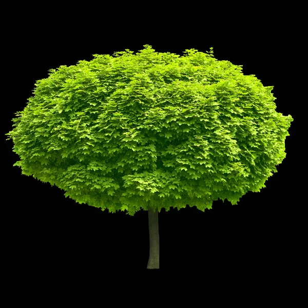 Ett Isolerat Träd Svarta Korgarna — Stockfoto