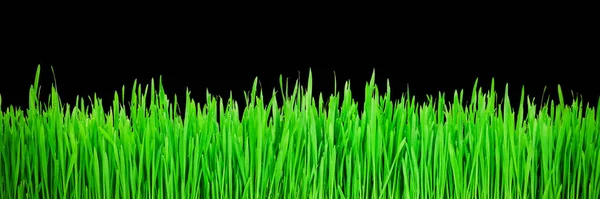 Зеленая Трава Черном Фоне — стоковое фото