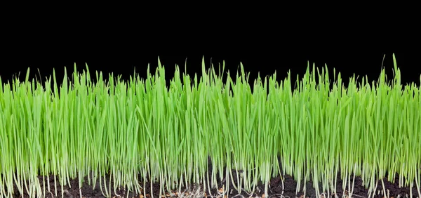 Green Grass Black Background — Stock Photo, Image