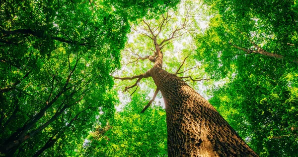 Jarní Lesní Stromy Příroda Zelené Dřevo Slunce Pozadí — Stock fotografie