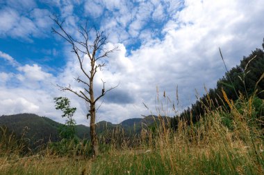 Yaz aylarında Karpat Dağları