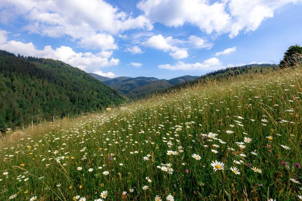 Yaz aylarında Karpat Dağları