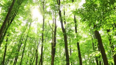 Yaz ormanı ağaçları. doğa yeşil ahşap güneş ışığı arka planı.