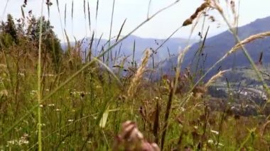 Yazın Karpat Dağları. Yüksek kalite 4k görüntü