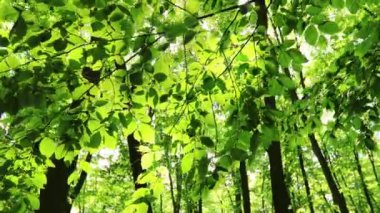 Yaz ormanı ağaçları. Doğa yeşil ahşap güneş ışığı arka planı. Yüksek kalite 4k görüntü