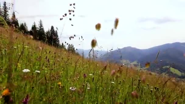 Die Karpaten Sommer Hochwertiges Filmmaterial — Stockvideo