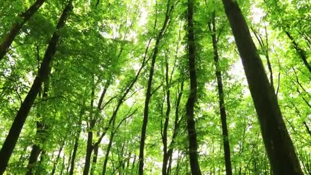 Árvores Floresta Verão Natureza Verde Madeira Fundos Luz Solar Imagens — Vídeo de Stock
