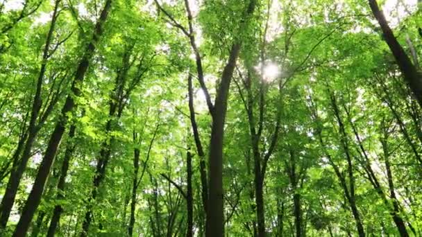 Árboles Forestales Verano Naturaleza Madera Verde Luz Del Sol Fondos — Vídeo de stock