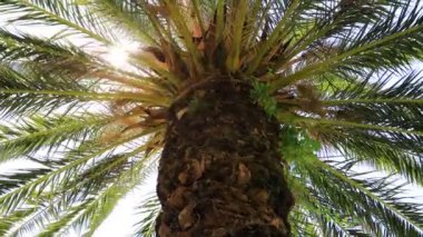 Güneş ışınlı video palmiye ağaçları