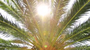 Güneş ışınlı video palmiye ağaçları