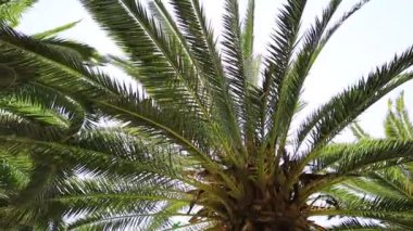 Güneş ışınlı video palmiye ağaçları