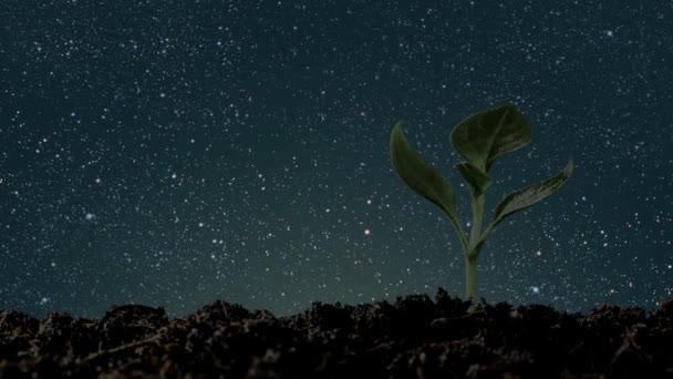 Mudas Verdes Crescendo Chão Noite Imagens Alta Qualidade — Vídeo de Stock
