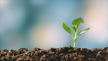 Sinek bulutlarında büyüyen yeşil tohum.