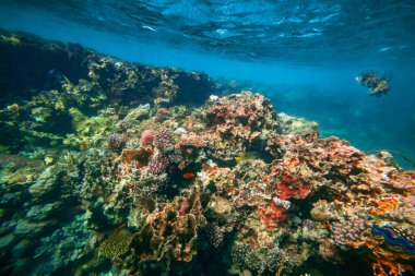 Kızıl denizdeki sualtı mercan resifi