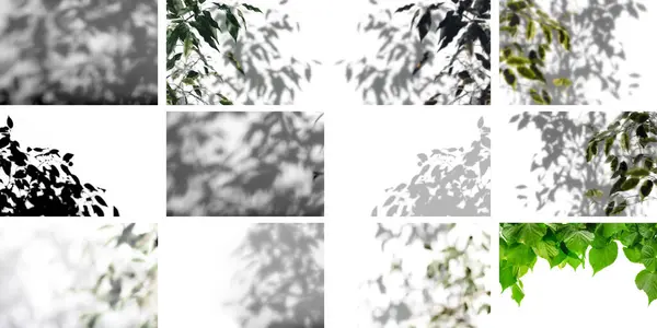 Árbol Sombra Con Hojas Sobre Fondo Gris Imagen Abstracta —  Fotos de Stock