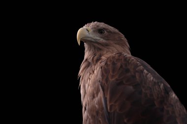 Siyah arka planda beyaz kuyruklu kartal