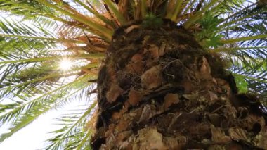 Güneş ışınlı bir video palmiye ağacı. Yüksek kalite 4k görüntü