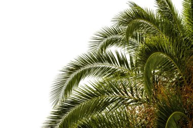 Şeffaf arkaplanda bir palmiye ağacı